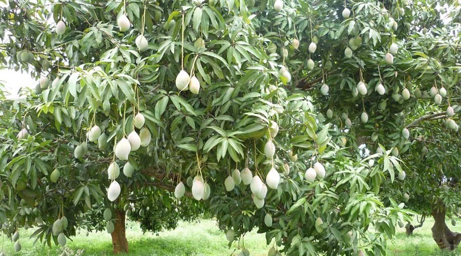দেশে আমের চাষ ও উৎপাদন বাড়লেও রফতানি না বাড়ায় আম চাষীরা হতাশ