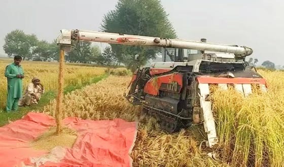 আলুর পর আমন চাষেও লোকসানে কৃষকরা