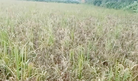 নীলফামারীতে ব্ল্যাক রাইস ধানের বাম্পার ফলন