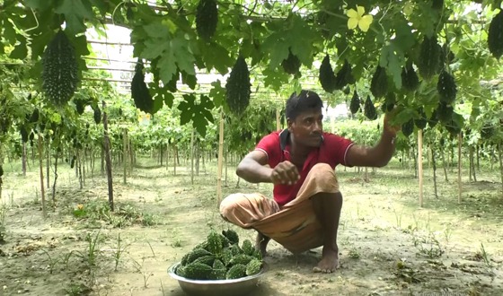 জৈব সার ও ফেরোমন ফাঁদে বদলে যাচ্ছে কুড়িগ্রামের কৃষিচিত্র