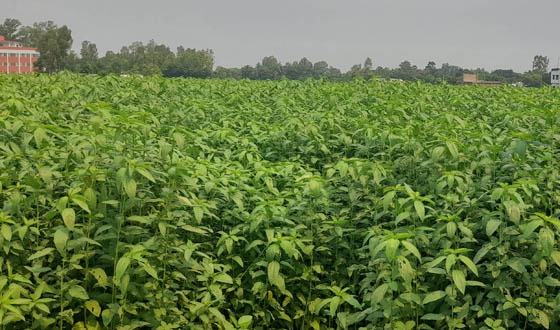 সুজানগরে পাটের সুদিন ফিরতে শুরু করেছে