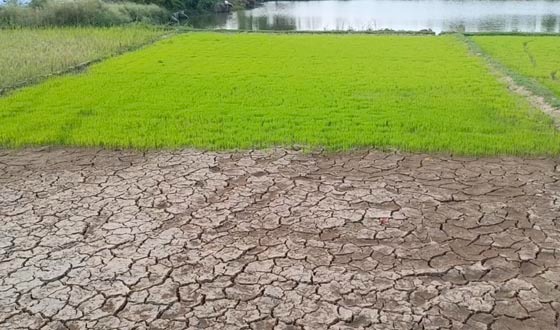 তানোরে আষাঢেও বৃষ্টির দেখা নেই, চিন্তিত কৃষকরা