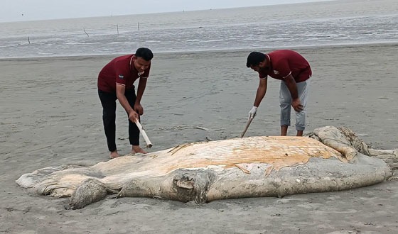 সাগর মোহনায় বেলাভূমে ভেসে আসল বিশালকায় মৃত তিমি