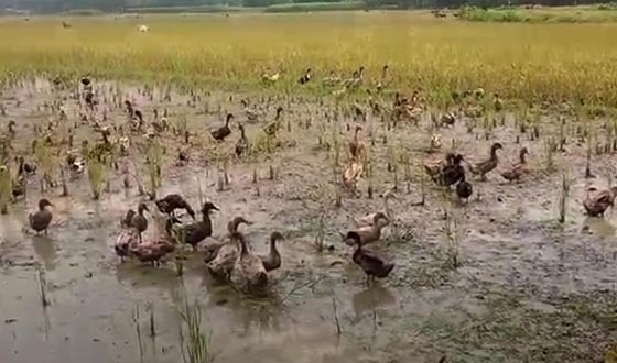 তদন্ত প্রতিবেদনে বিলম্ব, খেতেই নষ্ট তিন বিঘার বোরো ধান