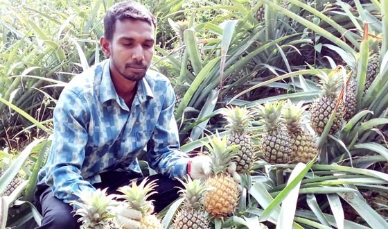 রমজানে শ্রীমঙ্গলে আনারসের জমজমাট বাজার