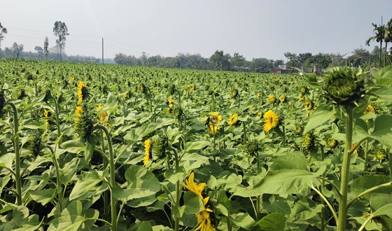 কাহারোলে দিন দিন বৃদ্ধি পাচ্ছে সূর্যমুখীর চাষ