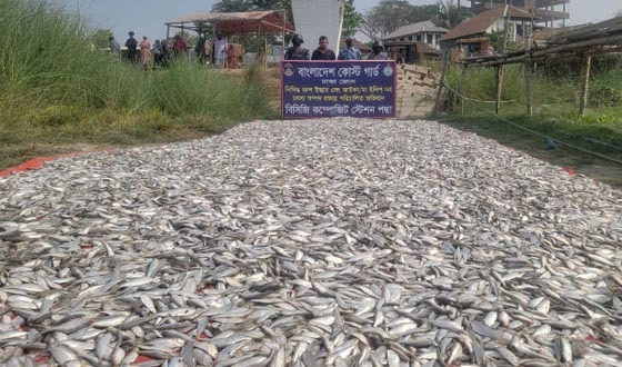 লৌহজংয়ে ৩৮০০ কেজি জাটকা আটক