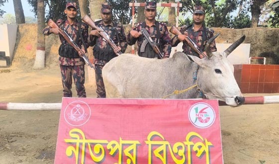 পোরশা সীমান্তে মালিক বিহীন ভারতীয় গরু আটক