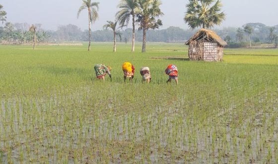 কৃষিকাজে নারীর অংশগ্রহণ বাড়লেও মজুরি বাড়েনি