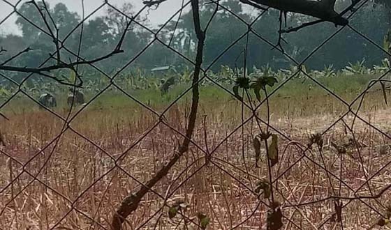 ধামইরহাটে ১৪৪ ধারা ভঙ্গ করে কৃষকের সরিষা কেটে নিল প্রতিপক্ষ