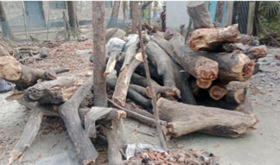 আশাশুনির বড়দলে রাস্তার পাশের গাছ অবৈধভাবে কর্তন