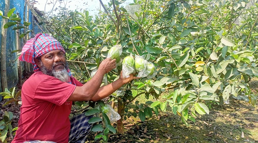 বারো মাসি থাই পেয়ারা চাষে স্বাবলম্বী আয়নুল