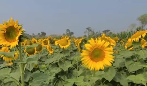 তালায় সূর্যমুখী চাষে সম্ভবনার দুয়ার উন্মোচন