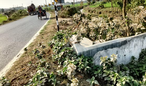 বিলুপ্ত প্রায় মাটিন্দর ব্রীজ গণকবর, দেখার কেউ নেই