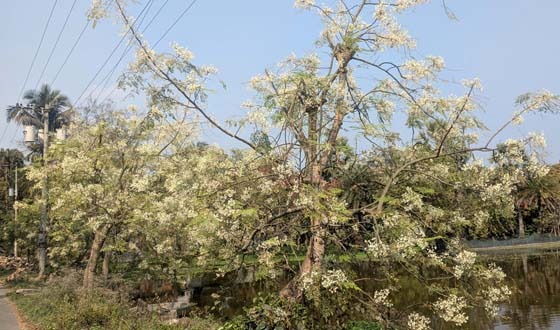 বড়াইগ্রামে সুপার ফুড খ্যাত সজনের বাম্পার ফলনের আশা