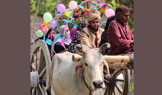 কালীগঞ্জে ব্যতিক্রমী গরুর গাড়িতে বিয়ে