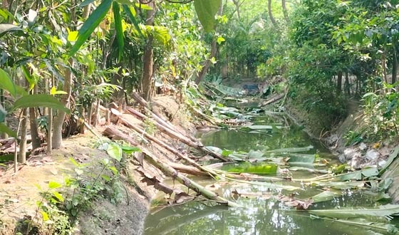 দৌলতখানে  গাছ কেটে বাগান দখল করেছে প্রতিপক্ষ