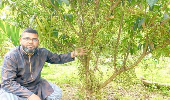 বীরগঞ্জে সাথী ফসল লটকন এখন লাভ জনক ফসল