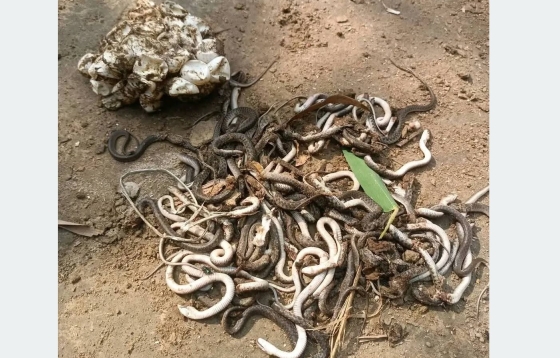 রাজশাহীতে রান্নাঘরের চুলার পাশ থেকে প্রায় ৮০টি বিষধর সাপ উদ্ধার