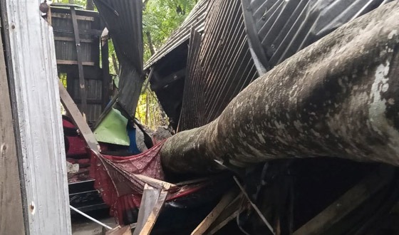 বরিশালে ঝড়ে ঘরের ওপর গাছ পরে গৃহবধুর মৃত্যু