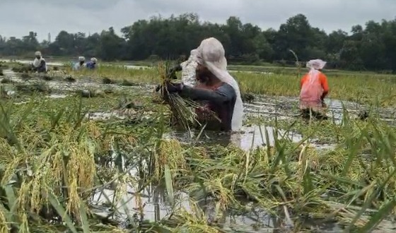ভালুকায় ২৬০ একর বোরো ধান তলিয়ে গেছে