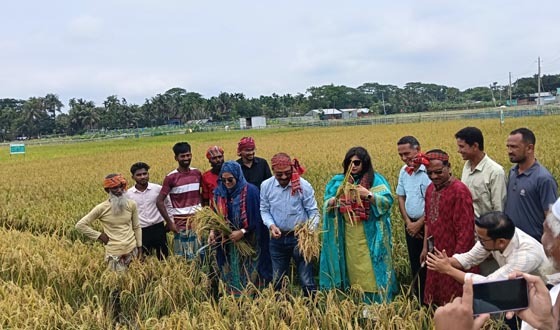 ময়মনসিংহে ধান গবেষনা প্রকল্পে ধান কাটলেন এমপি ওয়াহাব