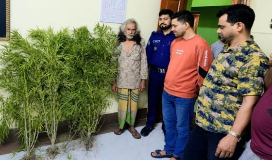 নকলায় গাঁজার চাষ, গাছসহ আটক ১