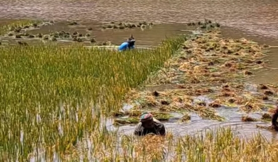 কাপাসিয়ায় প্রাকৃতিক দুর্যোগে পানির নিচে ধানক্ষেত : দিশেহারা কৃষক