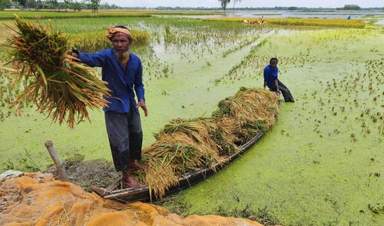 এক মণ ধানের দামে মিলছে না শ্রমিক