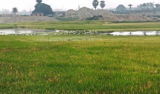 পোরশায় উজানের ঢলে তলিয়ে গেছে বোরো ধান