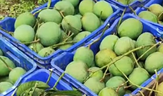 ঝুড়ি ভরে নামছে গোবিন্দভোগ আর গোলাপখাস