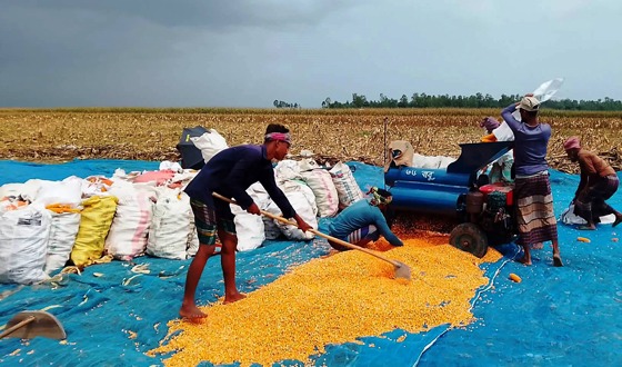 চিলমারীতে টানা বৃষ্টিতে ক্ষতির মুখে ভুট্টা চাষিরা