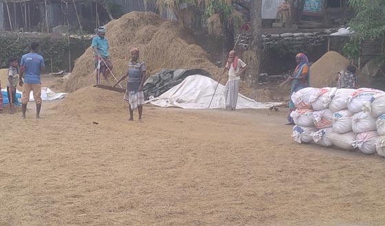 কিশোরগঞ্জের হাওরে ধান নিয়ে বিপাকে কৃষকরা