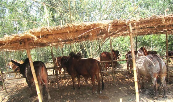 কোরবানির পশু উৎপাদনে রেকর্ড ঝিনাইদহ