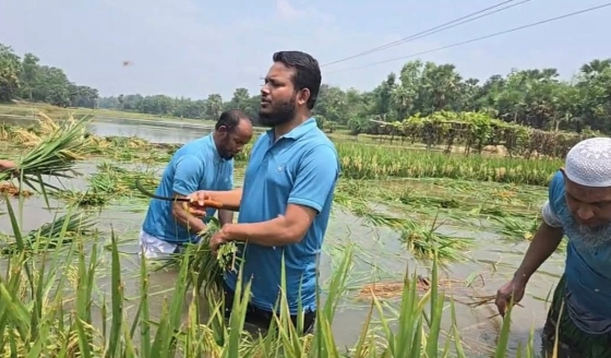 কাপাসিয়ায় কৃষকের ধান কেটে প্রশংসায় ভাসছেন জামায়াতের এমপি