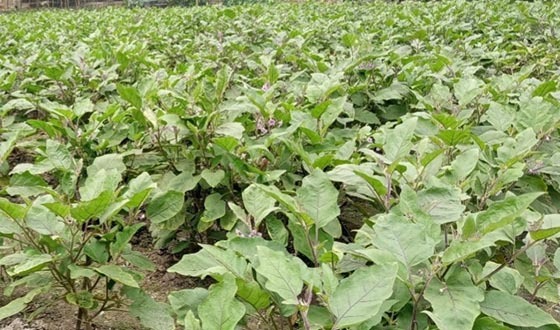 সৈয়দপুরে প্রতি বছর বেগুন চাষে আগ্রহ বাড়ছে চাষিদের