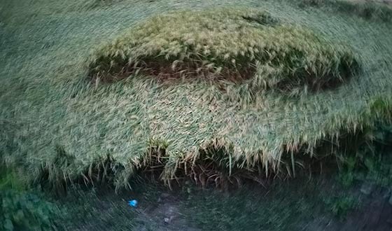 কালীগঞ্জে শ্রমিক সংকট, হিমশিম খাচ্ছেন চাষিরা