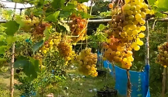 লবণাক্ত মাটিতে আঙ্গুর চাষে সফল তৈয়েবুর