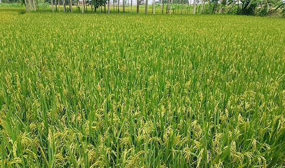 চলতি রবি মৌসূমে পীরগঞ্জ ব্যাপক ধানচাষ হওয়ায় সম্ভাবনা