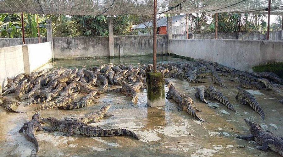 সম্ভাবনা থাকলেও কুমির চাষ ও রপ্তনিতে নানান বাধা
