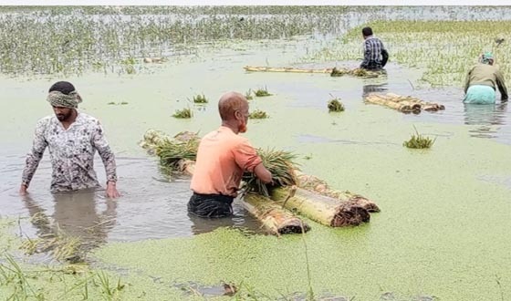 কিশোরগঞ্জে পানি নিমজ্জিত হয়ে ২৫৯ কোটি টাকার বোরো ফসলের ক্ষতি