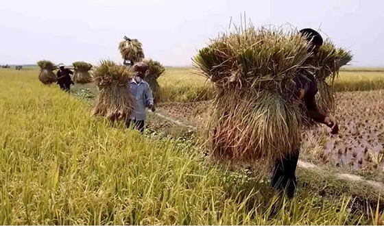 কাহারোলে বোরো ধান কাটা মাড়াই করতে ব্যস্ত কৃষক