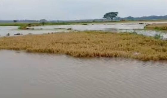 গফরগাঁওয়ে অতিবৃষ্টিতে ফসলের ব্যাপক ক্ষতি