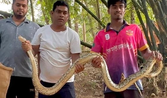 শ্রীমঙ্গলে অজগর উদ্ধার, বন্যপ্রাণী বিভাগে হস্তান্তর