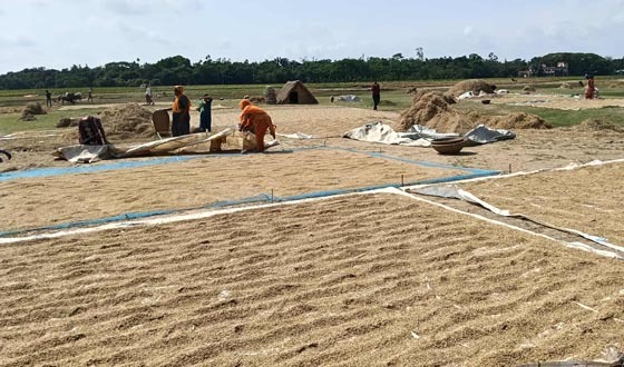 ধানের ন্যায্যমূল্য না পেয়ে দিশেহারা কৃষক