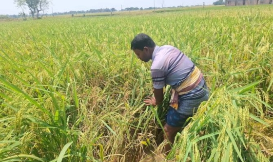 রাজশাহীতে বিএডিসির বীজে একই খেতে তিন রকম ধান