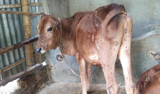 রাজারহাটে ল্যাম্পি স্কিন রোগের প্রাদুর্ভাব ২শতাধিক গরুর মৃত্যু