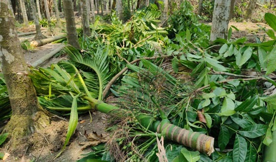 জিয়ানগরে সুপারি বাগান কেটে জমি দখলের অভিযোগ