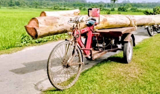 বন কর্মকর্তার বিরুদ্ধে বন বিভাগের গাছ কাটার অভিযোগ