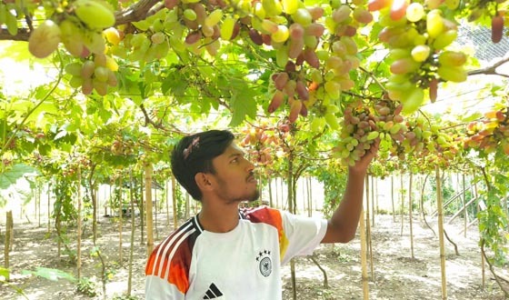কালীগঞ্জে আঙুর চাষে কলেজ ছাত্রের অসাধারণ সাফল্য